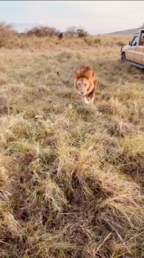 Trouvez votre circuit idéal au Kenya. Nous avons 994 aventures à vous proposer au Kenya entre une journée et 28 jours.