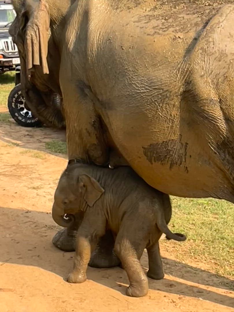 Splendeur du Sri Lanka - (Circuit de 8 jours et 7 nuits au Sri Lanka) customer review video
