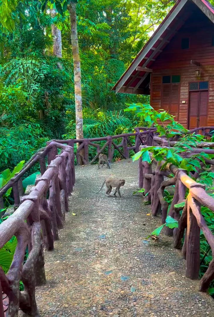 Expérience thaïlandaise customer review video