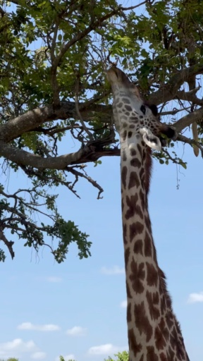 Trouvez votre Tanzanie Safari idéal. Vous avez le choix entre pas moins de 1925 voyages durant entre une journée et 28 jours. Le mois comptant le plus grand nombre de départs est Octobre, ce qui en fait le moment le plus apprécié pour aller en Tanzanie.