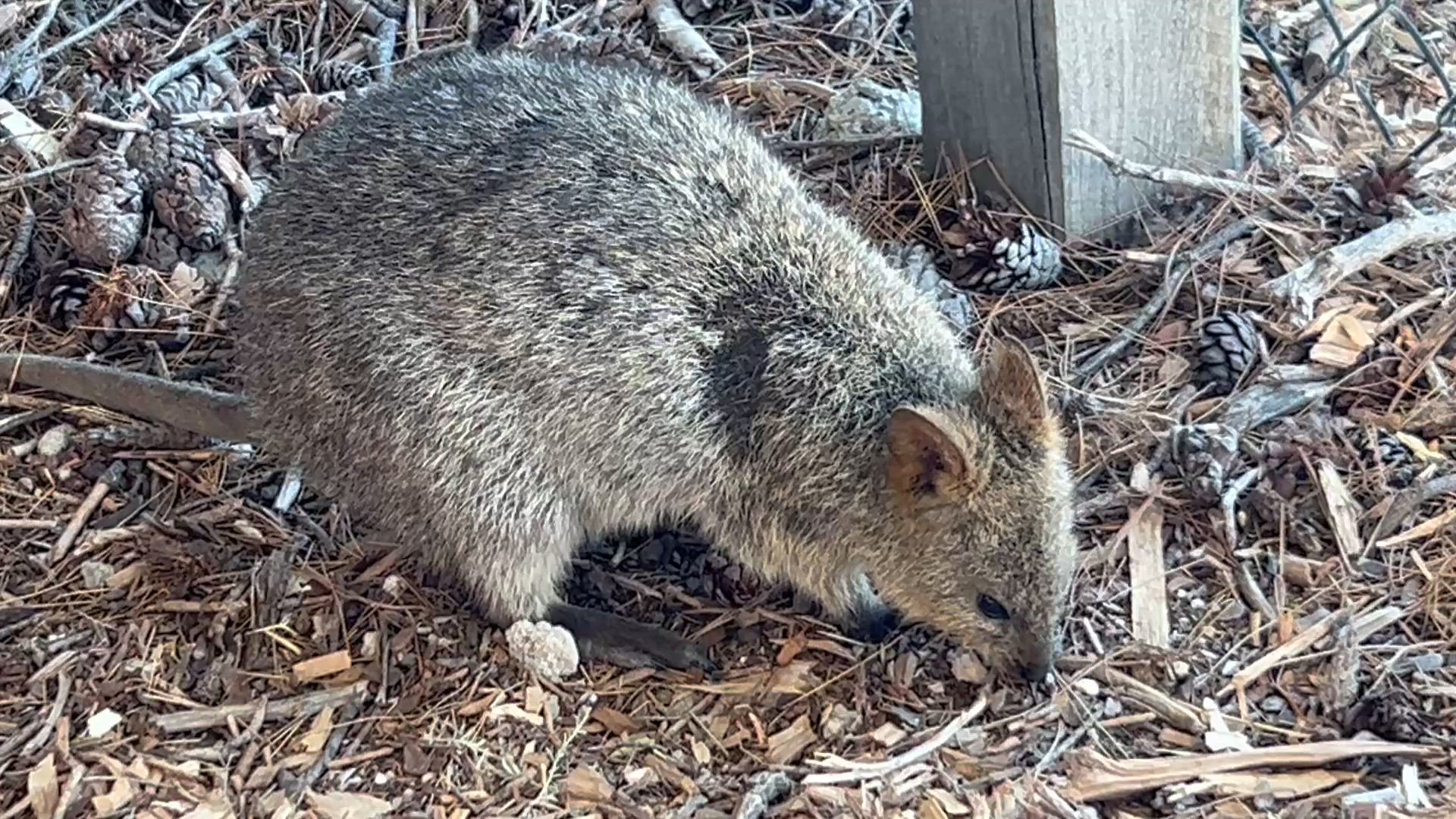 video met klantbeoordeling van Het beste van Perth, Margaret River &amp; Rottnest Island (9 bestemmingen)