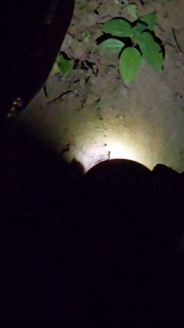 Costa Rica: Monteverde and La Fortuna customer review video