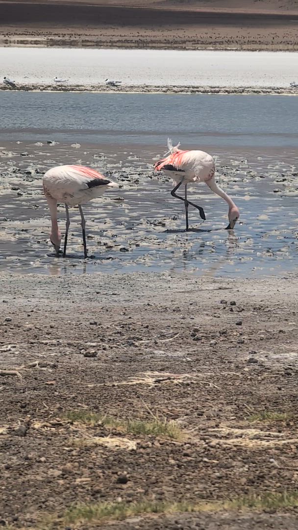 Vídeo de reseña del cliente sobre Viaje a Sudamérica en 33 días: Colombia, Perú, Bolivia, Chile, Argentina y Brasil con el Camino Inca y la Patagonia