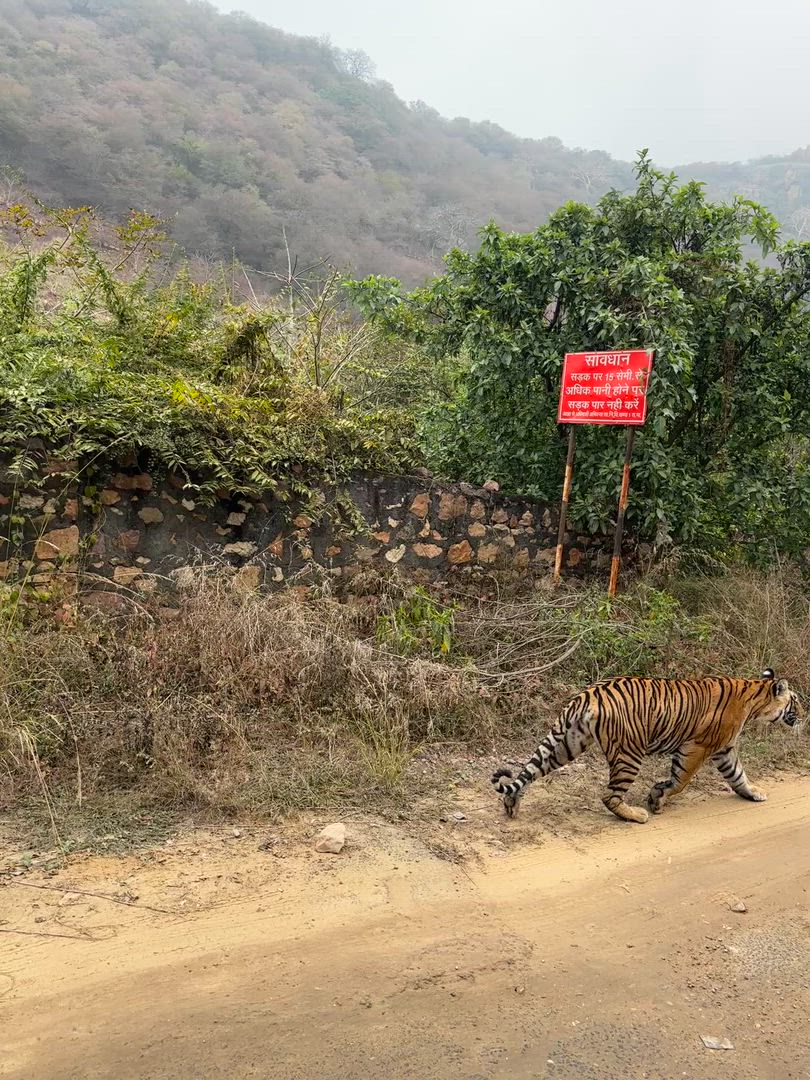 Adventures Ranthambore Wildlife Safari Tour avec l'Inde du Nord complète 15 jours customer review video
