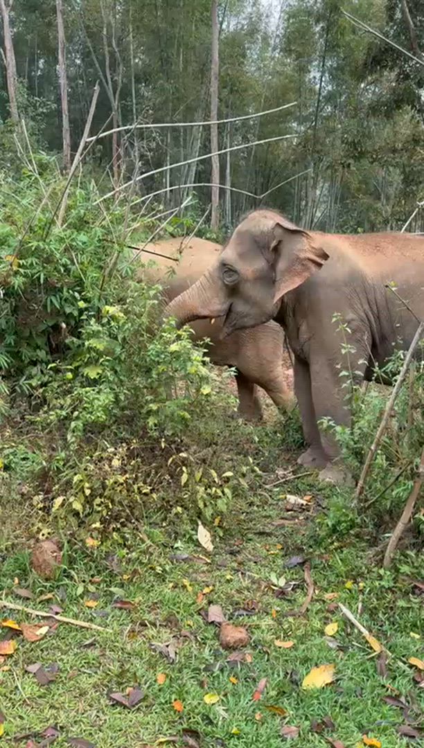 Trésors d'Indochine 15 jours - Vietnam, Thaïlande, Cambodge, Laos customer review video