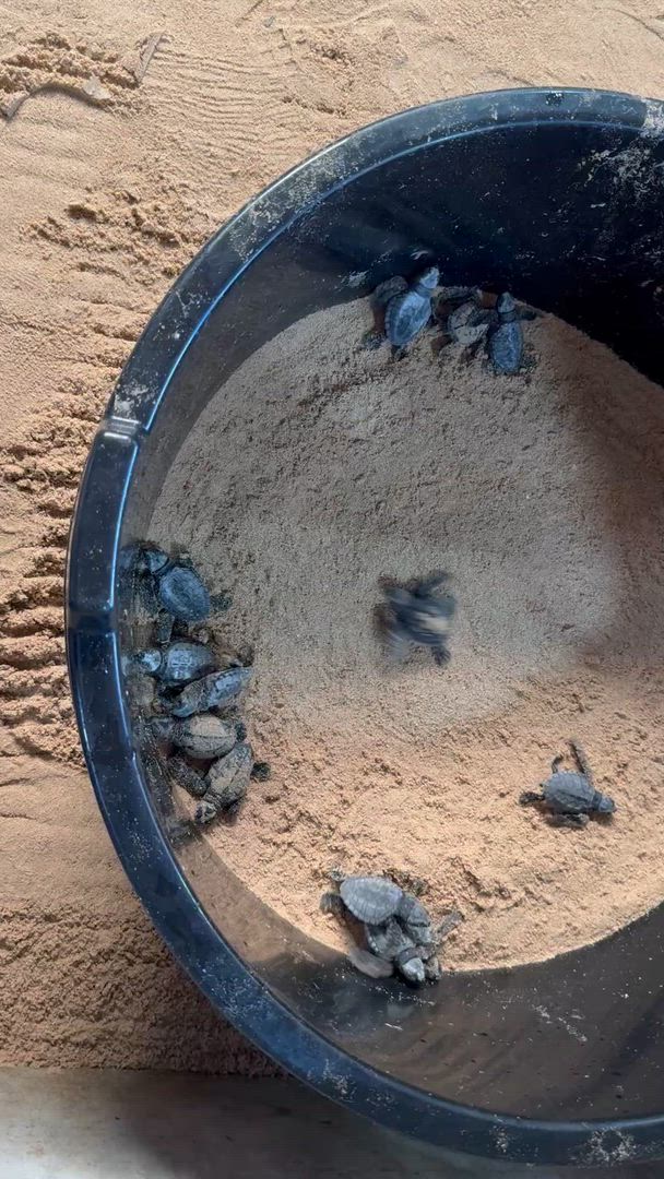 Merveilles intemporelles du Sri Lanka customer review video