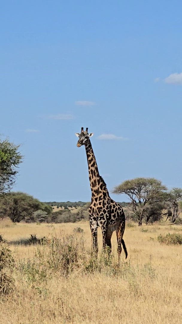 Safari classique Big Five en Tanzanie **Approche de voyage durable customer review video