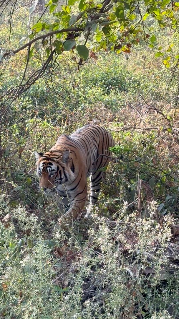 India will stay with you forever. Watch as the sunrise bathes the white marble of the Taj Mahal in gold. Visit the grand Amber Fort and the Palace of Winds in the pink-hued city of Jaipur and follow wild tigers through the jungles of Ranthambore. Take a rickshaw ride through bustling Old Delhi's spice markets, breathe in the life, and sample traditional Indian dishes. India is truly amazing.