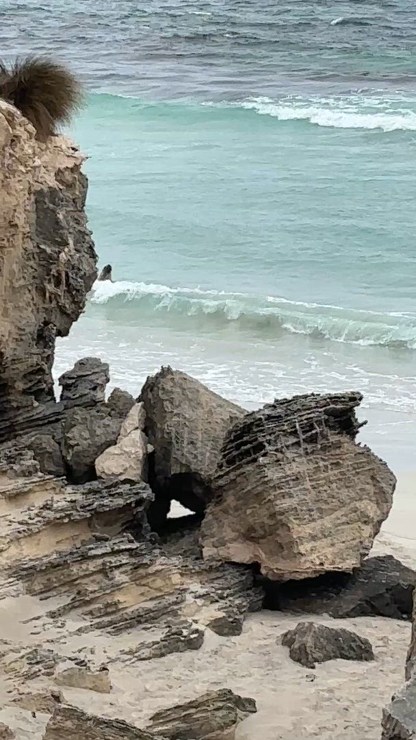Vídeo de reseña del cliente sobre Isla Canguro 2 días 1 noche Aventura de Vida Salvaje en grupo pequeño