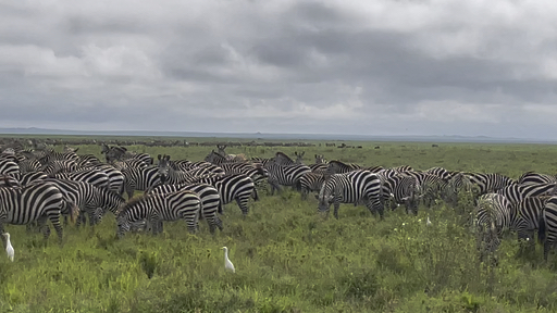 Trouvez votre circuit idéal en Afrique. Nous avons 9581 aventures à vous proposer en Afrique entre une journée et 269 jours. Le mois le plus apprécié pour s'y rendre est octobre, c'est-à-dire le mois qui compte le plus grand nombre de départs.