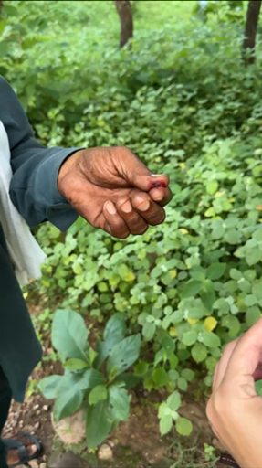 India will stay with you forever. Watch as the sunrise bathes the white marble of the Taj Mahal in gold. Visit the grand Amber Fort and the Palace of Winds in the pink-hued city of Jaipur and follow wild tigers through the jungles of Ranthambore. Take a rickshaw ride through bustling Old Delhi's spice markets, breathe in the life, and sample traditional Indian dishes. India is truly amazing.