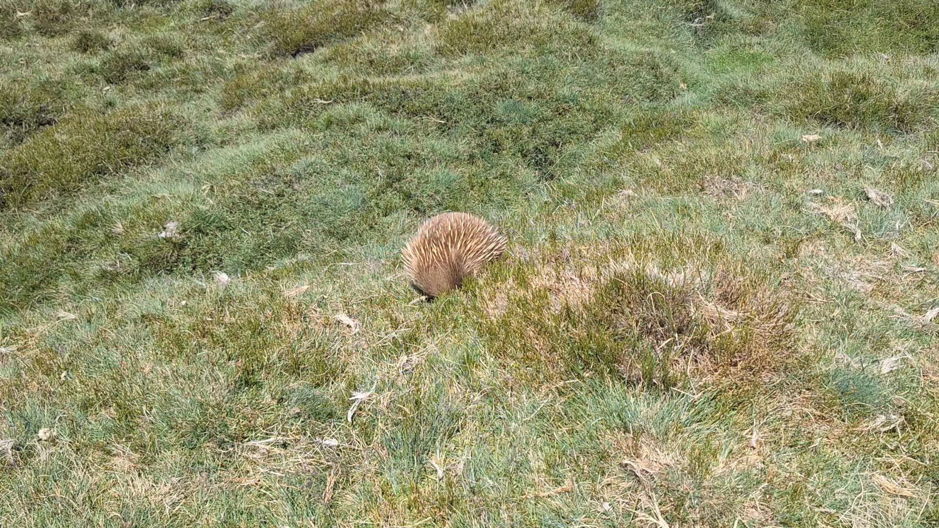 Famous 5 - Rundreise durch Tasmanien (5 Tage) customer review video