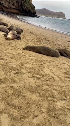 Galapagos Inselhüpfen in Santa Cruz und Isabela - 10 Tage Rundreise