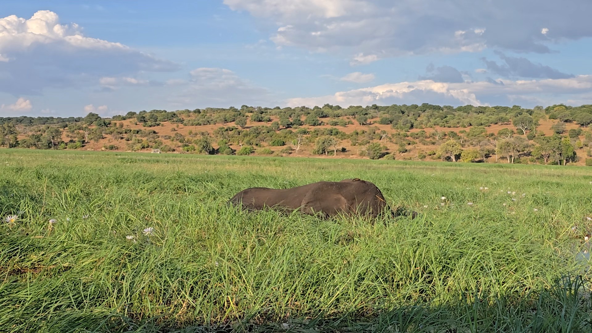Encuentra el paquete de circuitos adecuado para ti por el Parque Nacional de Chobe. Tenemos 106 viajes por el Parque Nacional de Chobe, a partir de 3 días de duración y el circuito más largo de 58 días.