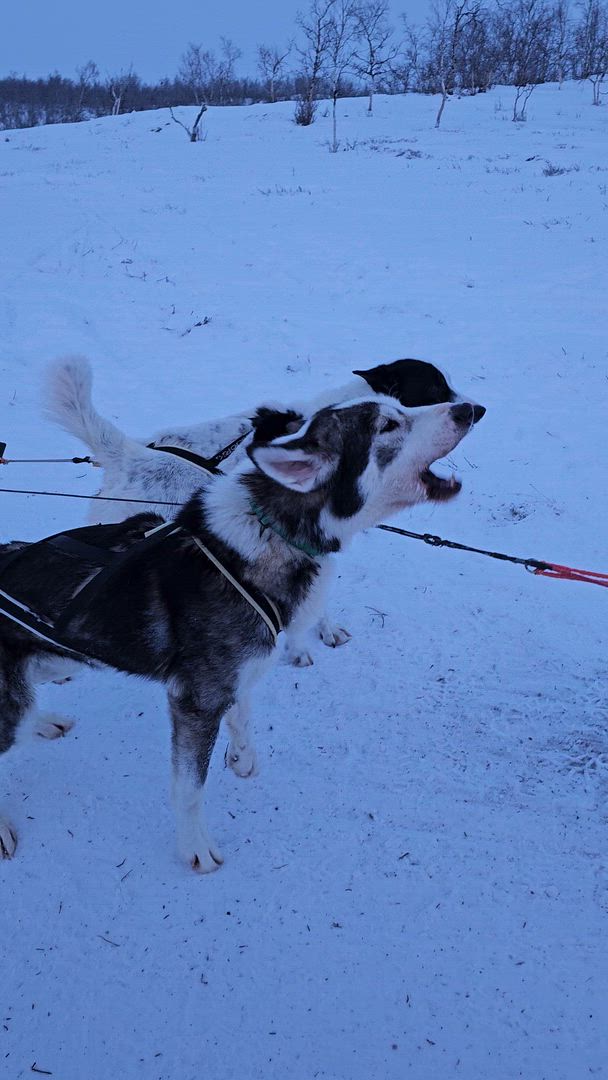 Laponie suédoise : Les aurores boréales customer review video
