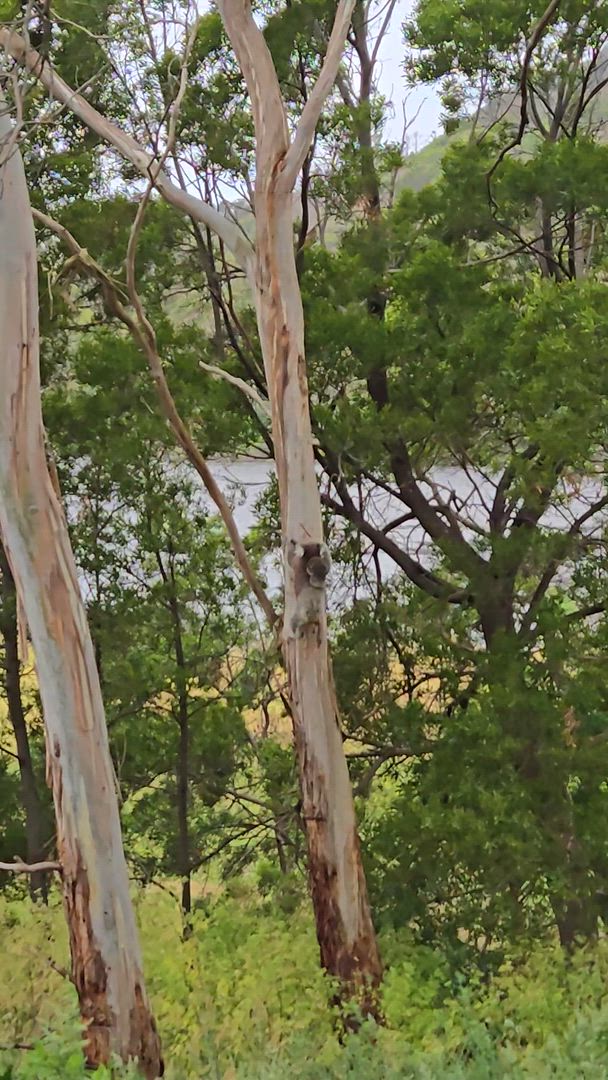 Vídeo de reseña del cliente sobre De Adelaida a Melbourne en 3 días por tierra vía Grampians y Great Ocean Road