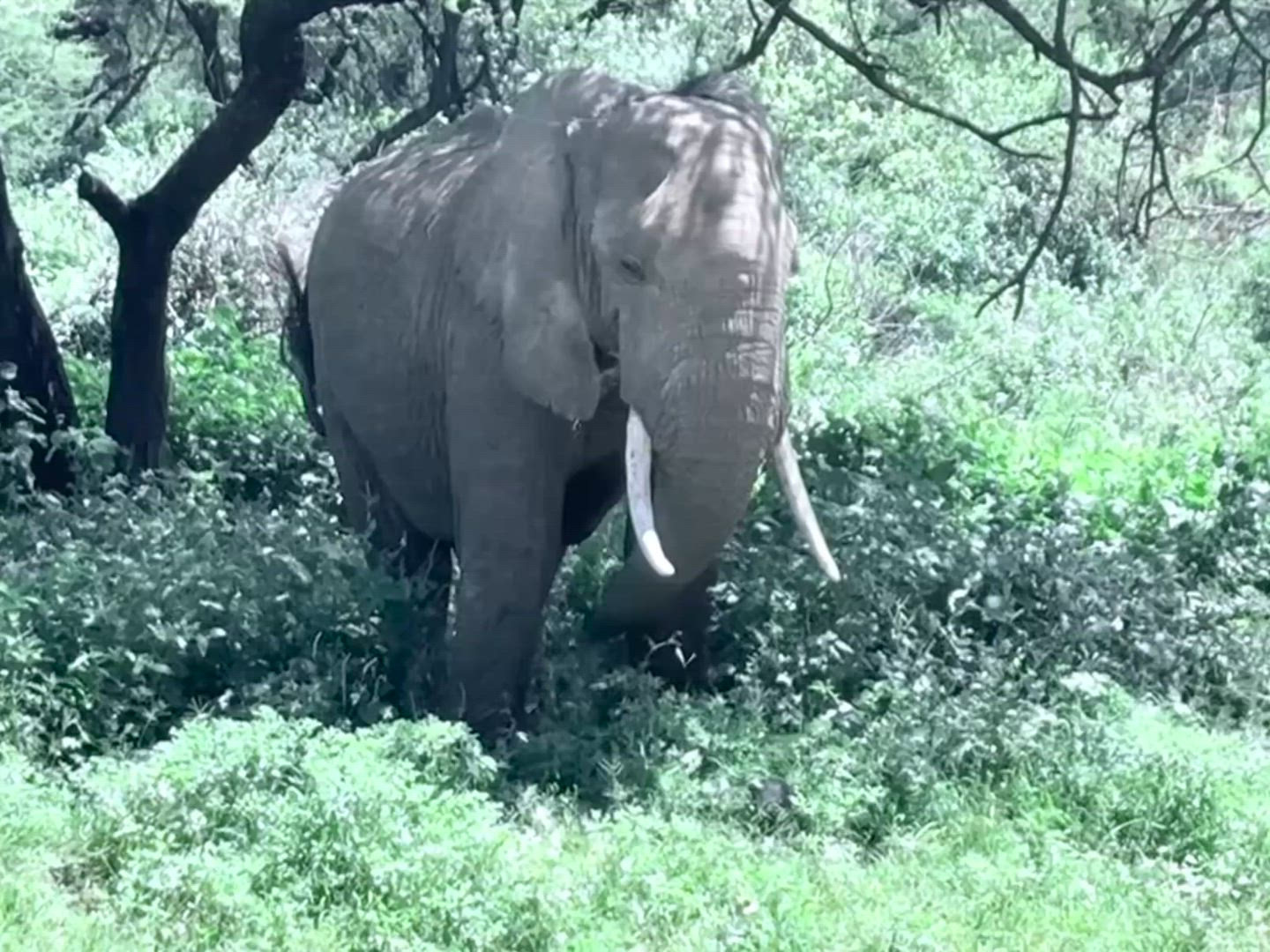 Machen Sie sich auf die Suche nach den Big Five auf einer <a href="/de/i/afrika-safari">Safari</a> in Tansanias Serengeti oder im Kruger Nationalpark, pirschen Sie sich an die sanften Riesen heran während eines Chobe Safari Abenteuers oder düsen Sie die Dünen von Sossusvlei in Namibia herunter. Ob Sie lieber unter dem Sternenhimmel zelten oder sich ein Luxus Erlebnis gönnen, Sie gestalten Ihr afrikanisches Abenteuer wie Sie es wünschen. Von den donnernden Viktoriafällen bis zum <a href="/de/i/ruanda-gorilla-trekking">Gorilla Trekking in den Wäldern Ruandas</a>, von den Sandstränden in Sansibar bis zu den archäologischen Wundern Ägyptens, eine Afrika Reise bringt Sie an diesem unvergleichlichen Ort garaniert ins Staunen.