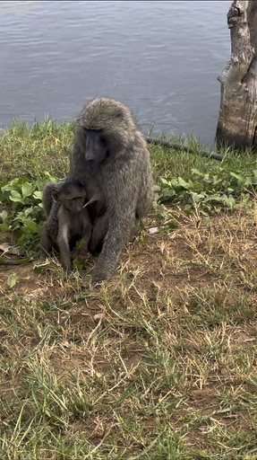 Trouvez votre circuit idéal en Ouganda. Nous avons 162 aventures à vous proposer en Ouganda entre 2 et 22 jours. Le mois le plus apprécié pour s'y rendre est juin, c'est-à-dire le mois qui compte le plus grand nombre de départs.