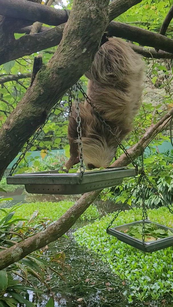 Essential Costa Rica - Package with Manuel Antonio National Park customer review video