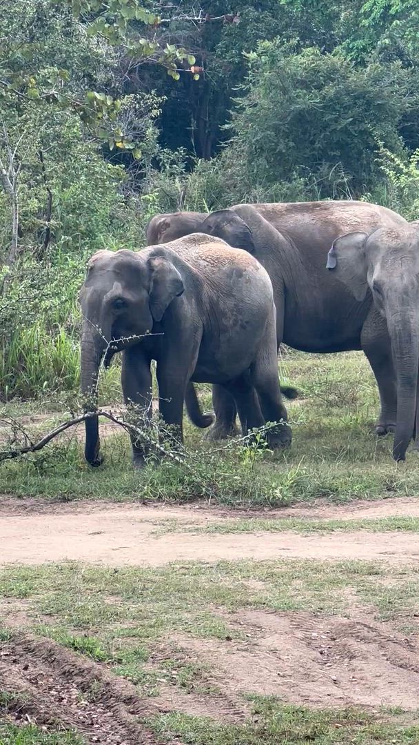 A visit to Sri Lanka will stay with you forever. We’re talking nature, wildlife, food, culture, and history everywhere you look. Head to the Golden Cave Temple, the Temple of the Sacred Tooth, and learn traditional Kandyan dance. How about visiting Ceylon tea plantations and spice gardens? UNESCO-listed Sigiriya Rock Fortress will make your jaw drop to the floor, and the beaches? Mindblowing.