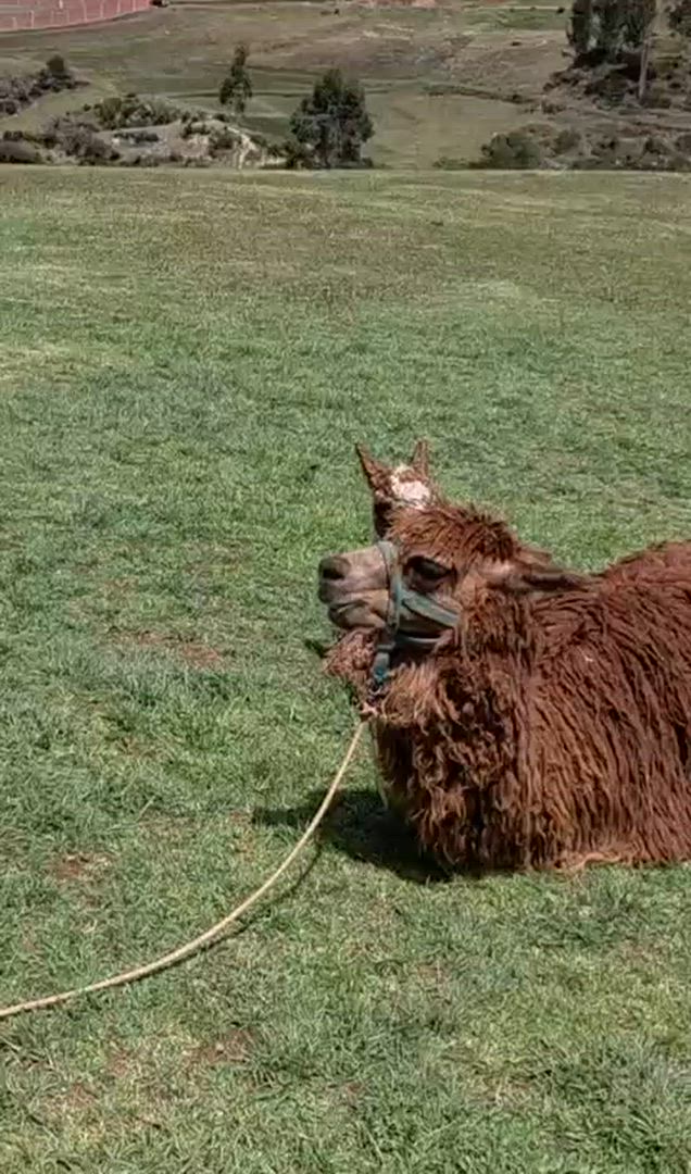 Vídeo de reseña del cliente sobre Aventuras Incas - 7 Días (Lima, Paracas, Ica, Cusco, Machu Picchu y Montaña Arco Iris) - Con Vuelos Nacionales