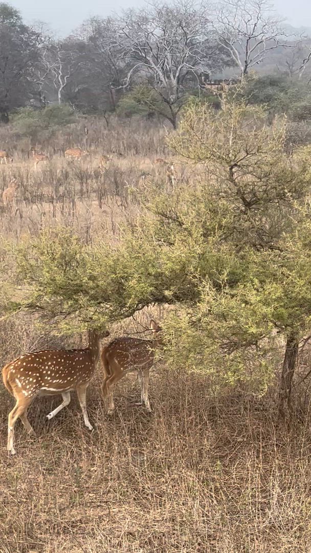 Vídeo de reseña del cliente sobre Triángulo de Oro con el Parque del Tigre de Ranthambhore y Benarés Desde Delhi
