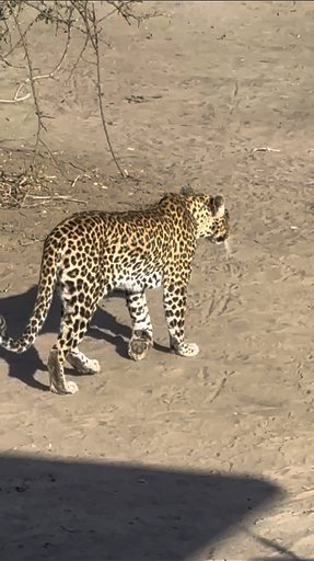 Trouvez votre circuit idéal au Botswana. Nous avons 144 aventures à vous proposer au Botswana entre une journée et 17 jours.