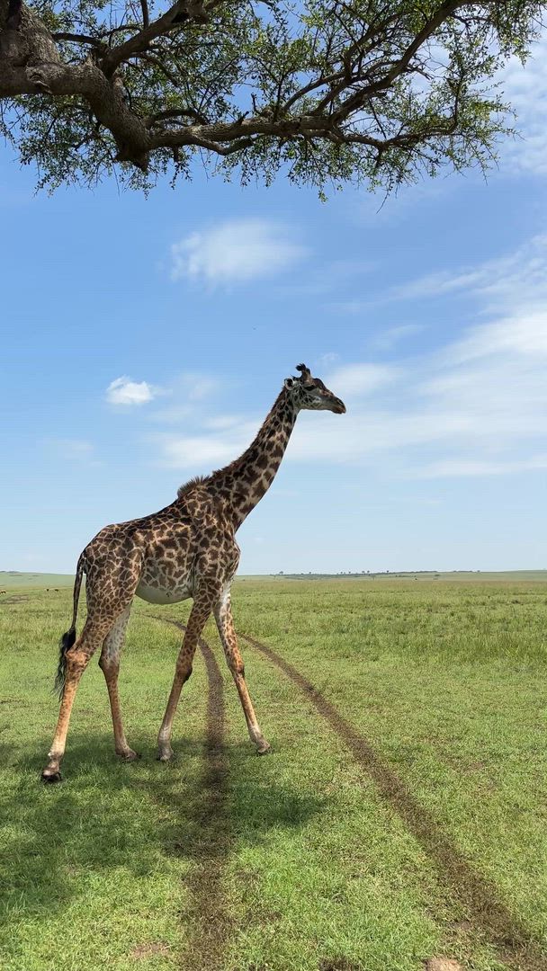 Vídeo de reseña del cliente sobre Asequible Safari de Lujo de 3 Días en Masai Mara, Kenia - Con Noche Gratis en Hotel de Nairobi