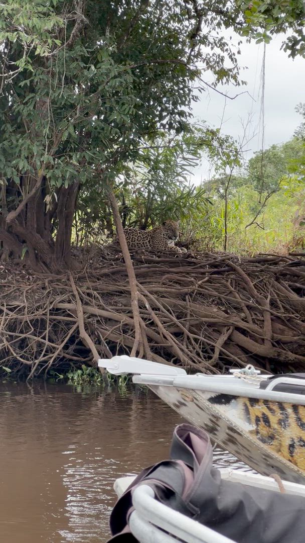 Pantanal avec observation de JAGUAR - de mi-mai à novembre customer review video