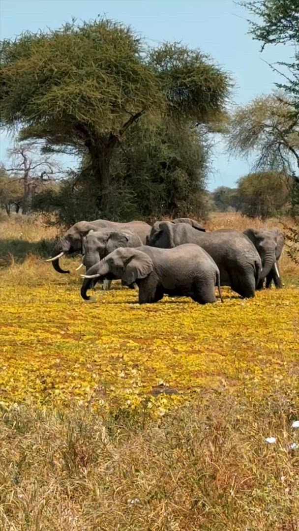 Safari classique Big Five en Tanzanie **Approche de voyage durable customer review video