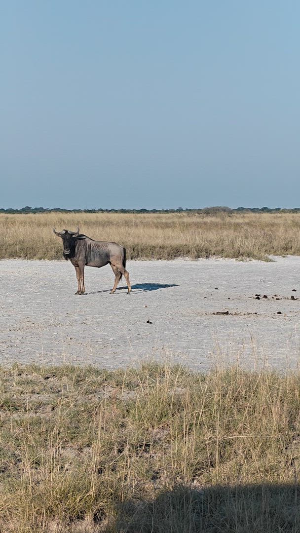 Vídeo de reseña del cliente sobre Experiencia Okavango