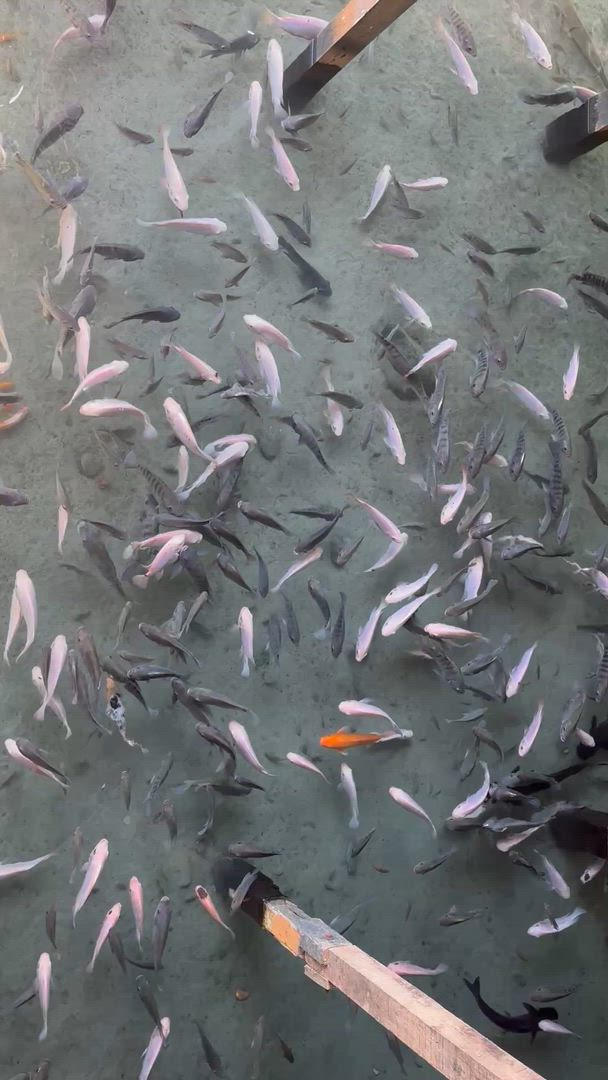 video met klantbeoordeling van Beleef Borneo - rondreis door Oost-Sabah