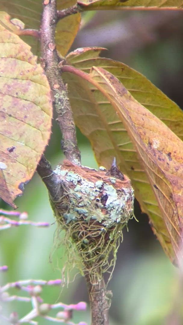 Quête de la Costa Rica customer review video