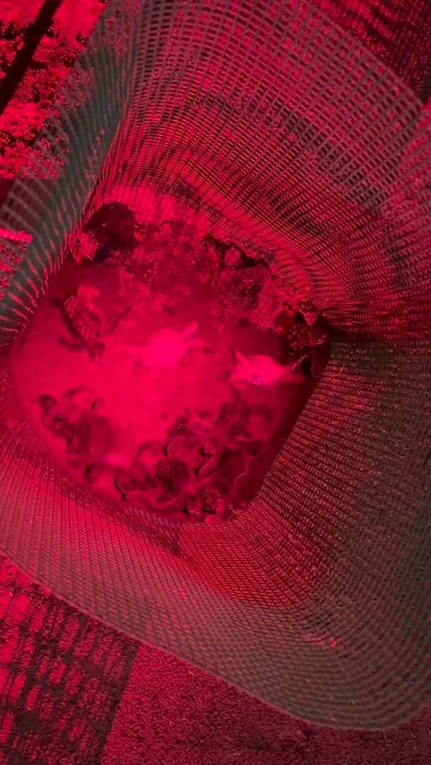 Borneo – East Sabah Adventure customer review video