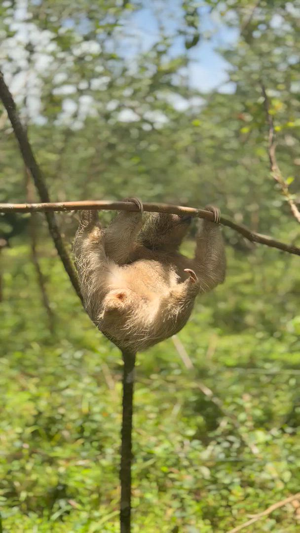 L'essence du Costa Rica - Forfait voyage à Guanacaste vidéo d'avis client