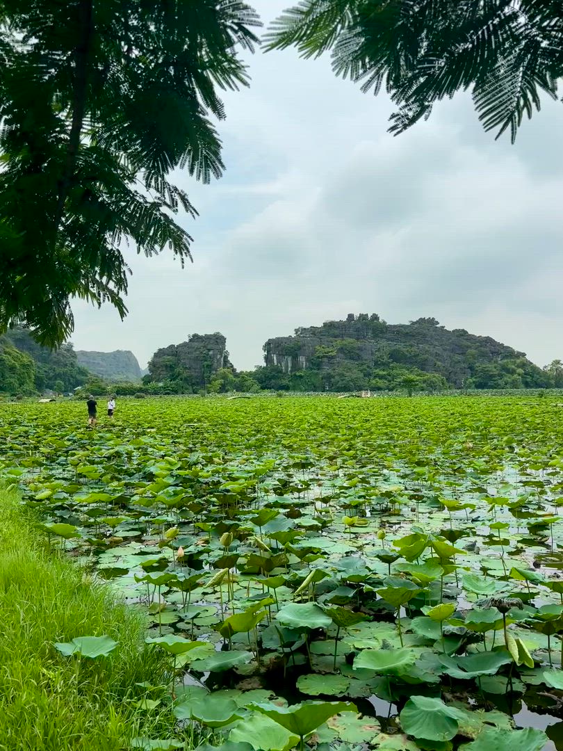 Trouvez votre Vietnam circuit noël et nouvel an idéal. Vous avez le choix entre pas moins de 1849 voyages durant entre une journée et 30 jours. Le mois comptant le plus grand nombre de départs est Décembre, ce qui en fait le moment le plus apprécié pour aller en Vietnam.