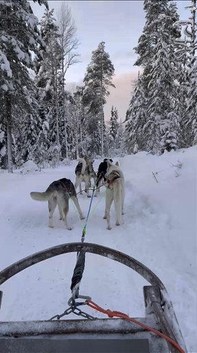Trouvez votre Finlande circuit noël et nouvel an idéal. Vous avez le choix entre pas moins de 91 voyages durant entre 4 et 10 jours. Le mois comptant le plus grand nombre de départs est Décembre, ce qui en fait le moment le plus apprécié pour aller en Finlande.