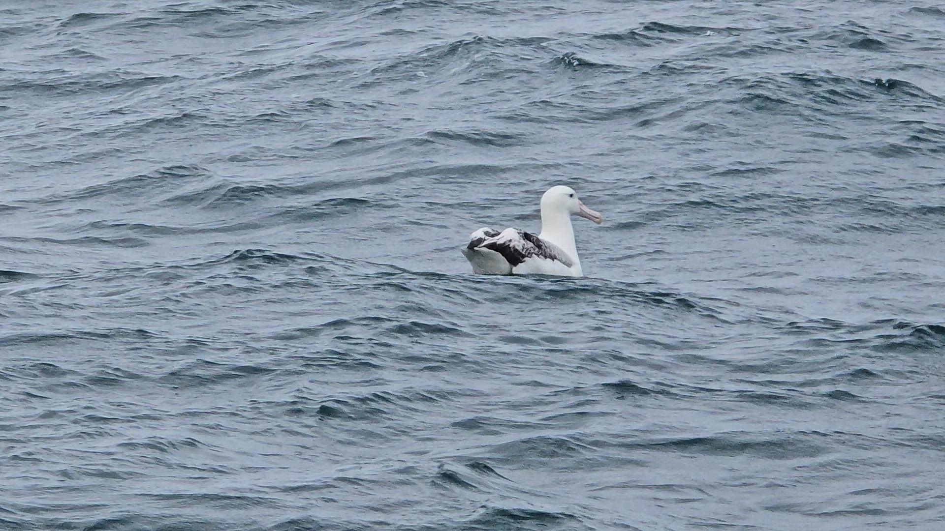 Nouvelle-Zélande Vista customer review video