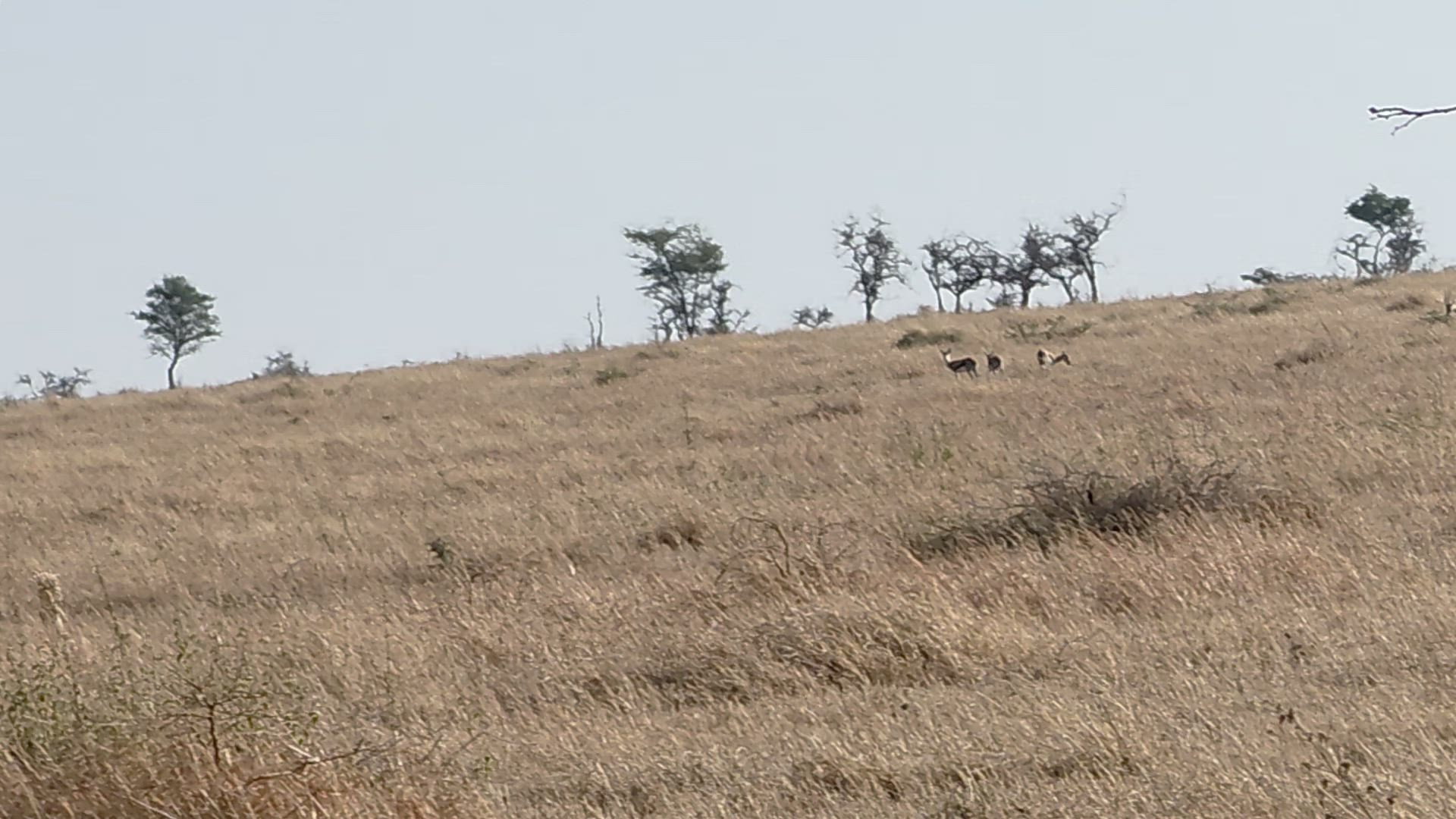 video met klantbeoordeling van Klassieke Big Five-safari in Tanzania – duurzame reisbenadering