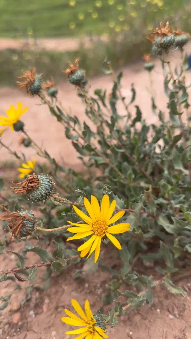 6 jours d'aventure : Cusco, Machu Picchu, le lac Humantay et la montagne Arc-en-ciel customer review video