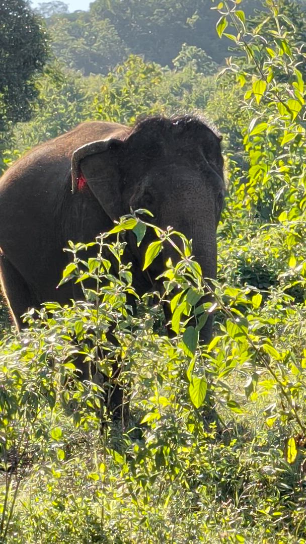 Circuit de 10 jours dans le Triangle d'Or : aventure au Cambodge, au Vietnam et au Laos - Circuit privé vidéo d'avis client