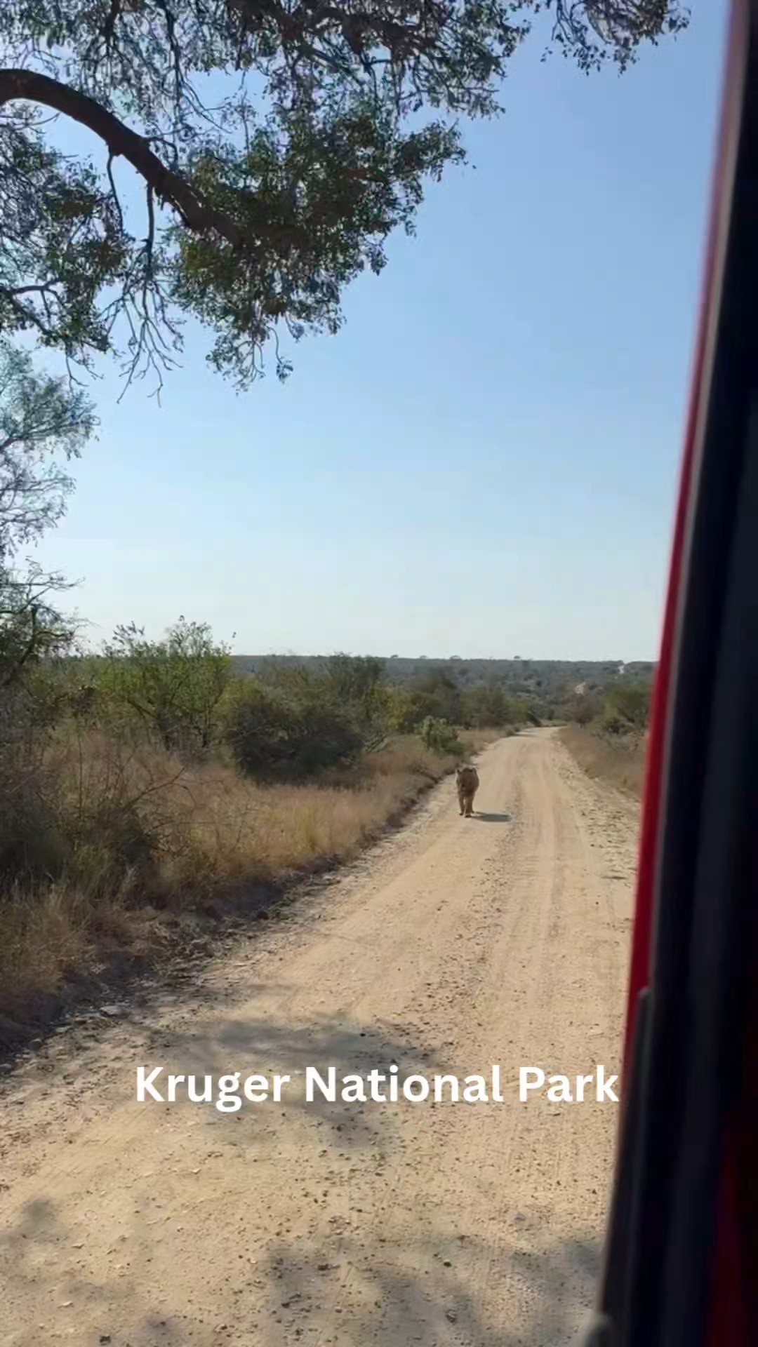 Picture exploring southern Africa across three countries - South Africa's Cape Town and Kruger, Botswana's Okavango Delta, and Zimbabwe's Victoria Falls. You’ll see serious wildlife, diverse landscapes and different cultures. You'll paddle mokoros through wetlands, spot the Big Five on safari, witness Victoria Falls' power and experience southern Africa's incredible variety.