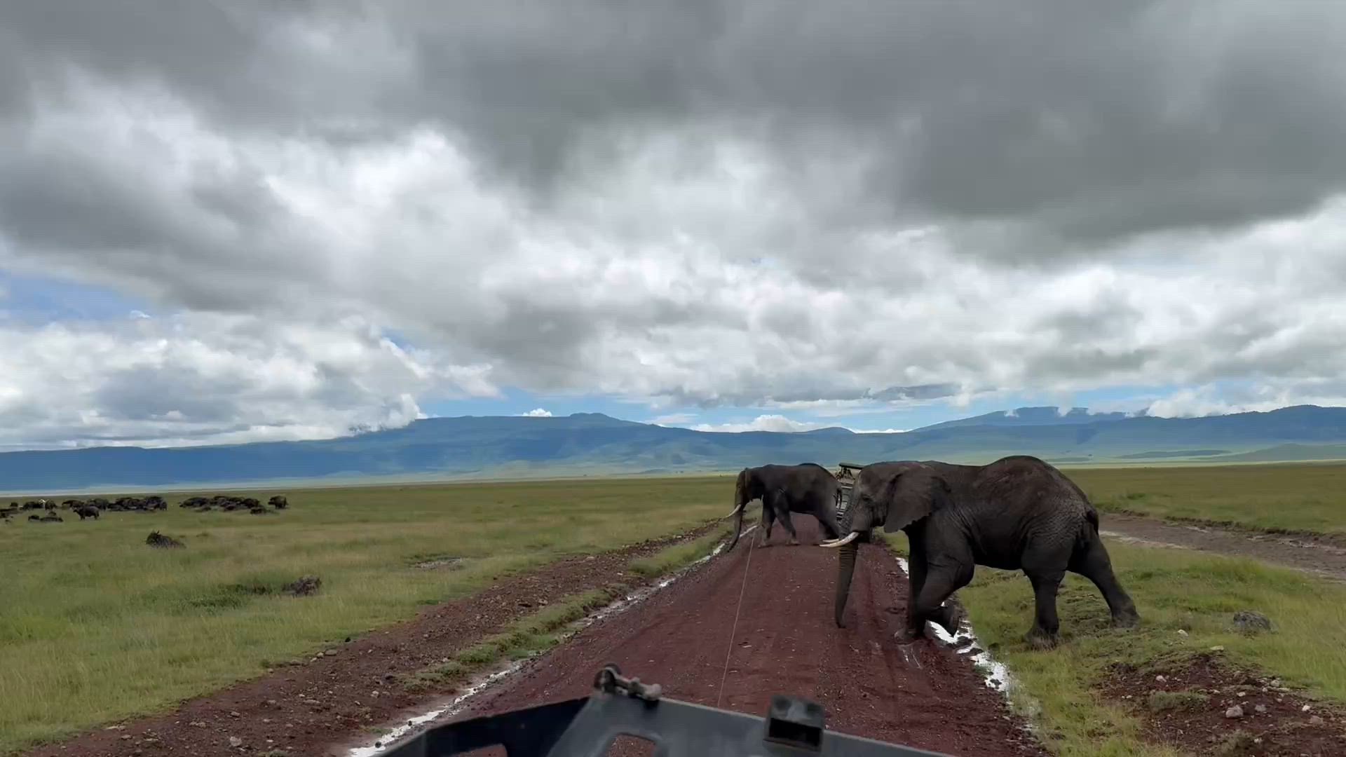 Tansania: Big Five Safari Kundenbewertungsvideo
