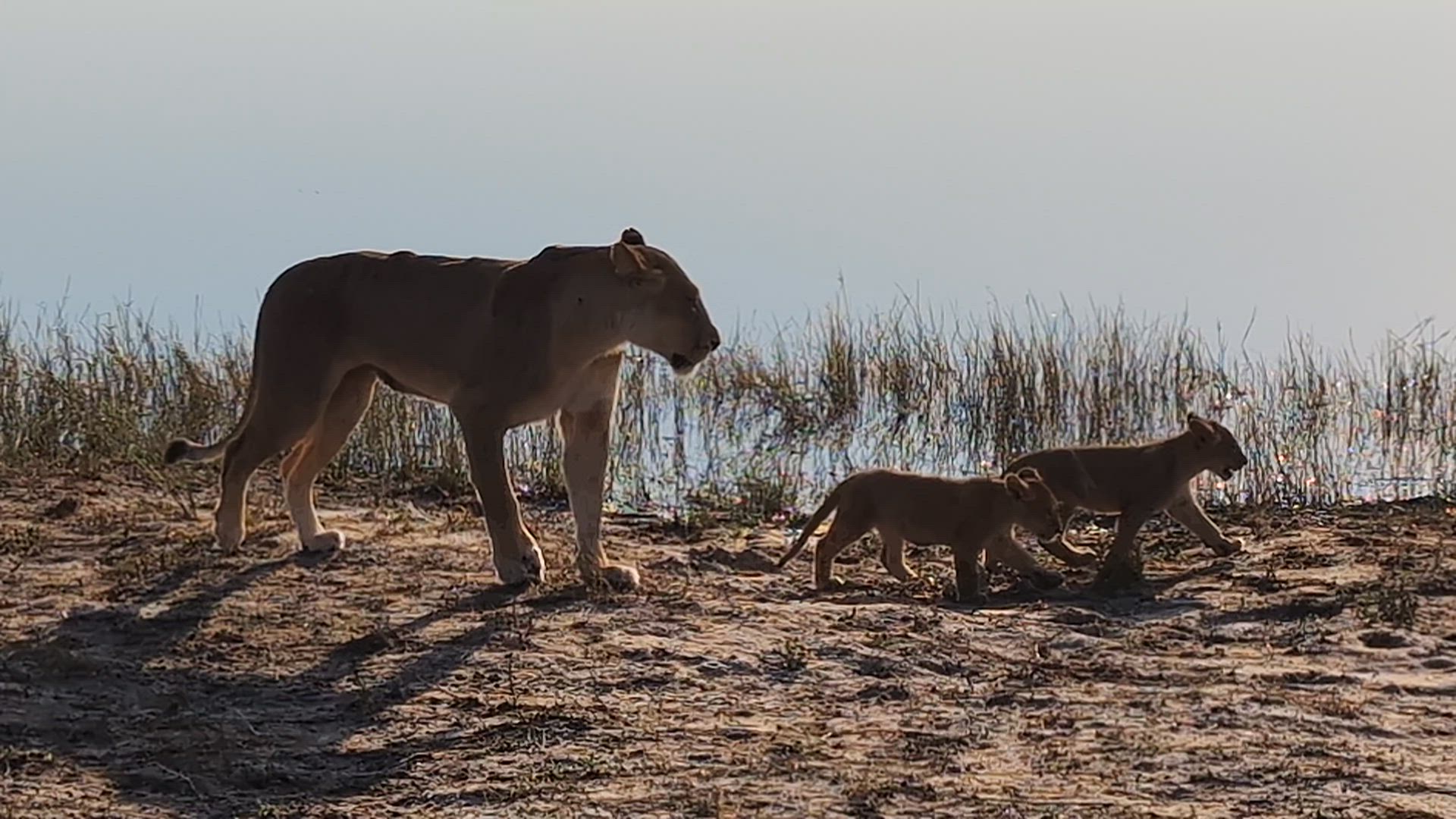 Vídeo de reseña del cliente sobre Safari Descubre las cataratas Victoria y Chobe, 5 días y 4 noches (incluye vuelos entre circuitos)