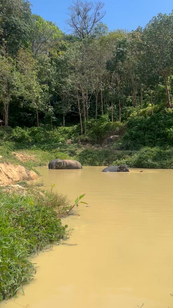 Expérience thaïlandaise customer review video