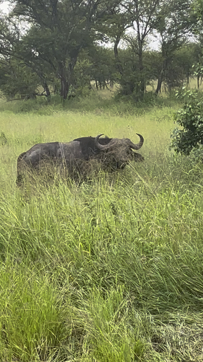 Encuentra el circuito adecuado para ti en África. Tenemos 9581 aventuras en África, empezando desde un día de duración, y el circuito más largo de 269 días.