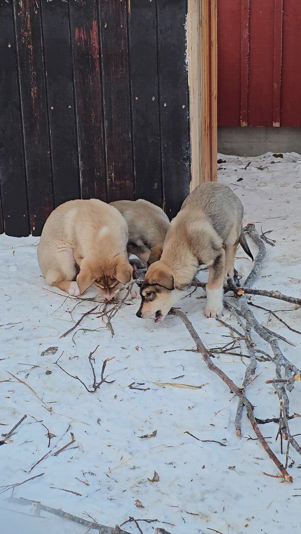 Laponie suédoise : Les aurores boréales customer review video