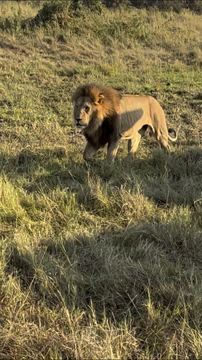 Trouvez votre circuit idéal au Kenya. Nous avons 998 aventures à vous proposer au Kenya entre une journée et 28 jours.