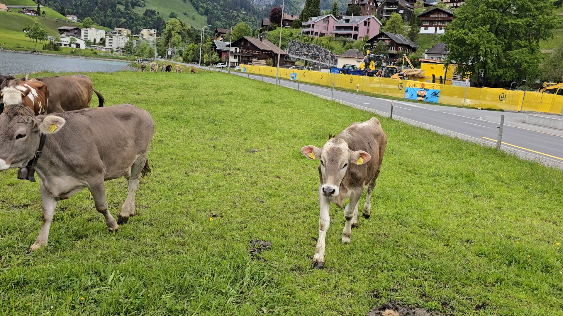 Van de zonnige <a href="/nl/v/berg-zwitserse-alpen">wandelpaden van de Zwitserse Alpen</a> tot de magische, besneeuwde <a href="/nl/i/duitsland-en-zwitserland-europese-kerstmarkten">kerstmarkten in Zürich</a> - Zwitserland is het hele jaar door een fantastische vakantiebestemming. Geniet van een ongelofelijk landschap, mooie bergdorpjes en prachtige meren. Pak de trein voor een uniek uitzicht op de Jungfrau, verken de sprookjesachtige stad Luzern, bewonder de vele fonteinen van Bern of eindig je dag met een klassieke fondue in Genève. Een bezoek aan het thuisland van enkele van de beste skiresorts ter wereld mag aan niemands verlanglijstje ontbreken.