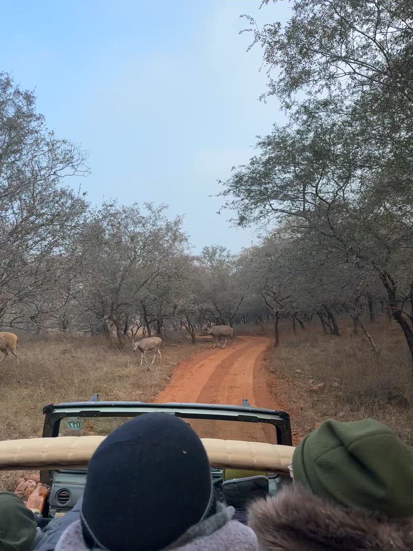 Adventures Ranthambore Wildlife Safari Tour avec l'Inde du Nord complète 15 jours customer review video